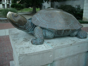 Maryland Terrapin