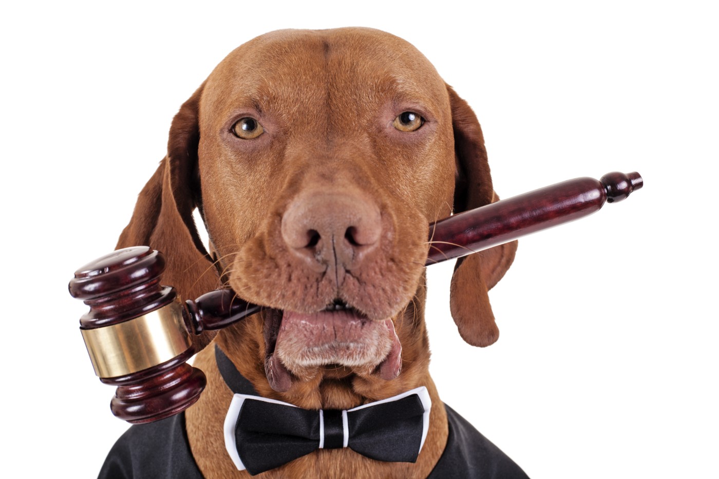 Family or property: Pets and their changing protections under the law -  Campbell Law Observer